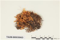 藏品(青苔科)的圖片